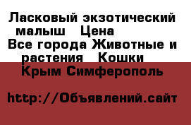 Ласковый экзотический малыш › Цена ­ 25 000 - Все города Животные и растения » Кошки   . Крым,Симферополь